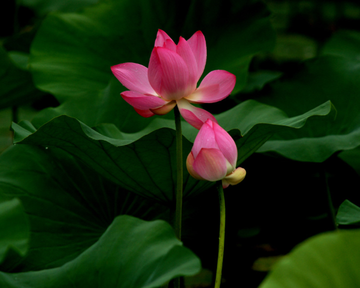 1657005064784580.png 1_副本.png