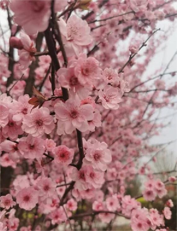 1680596703580274.png 圖片1.png