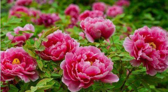 1680596845462473.png 圖片5.png