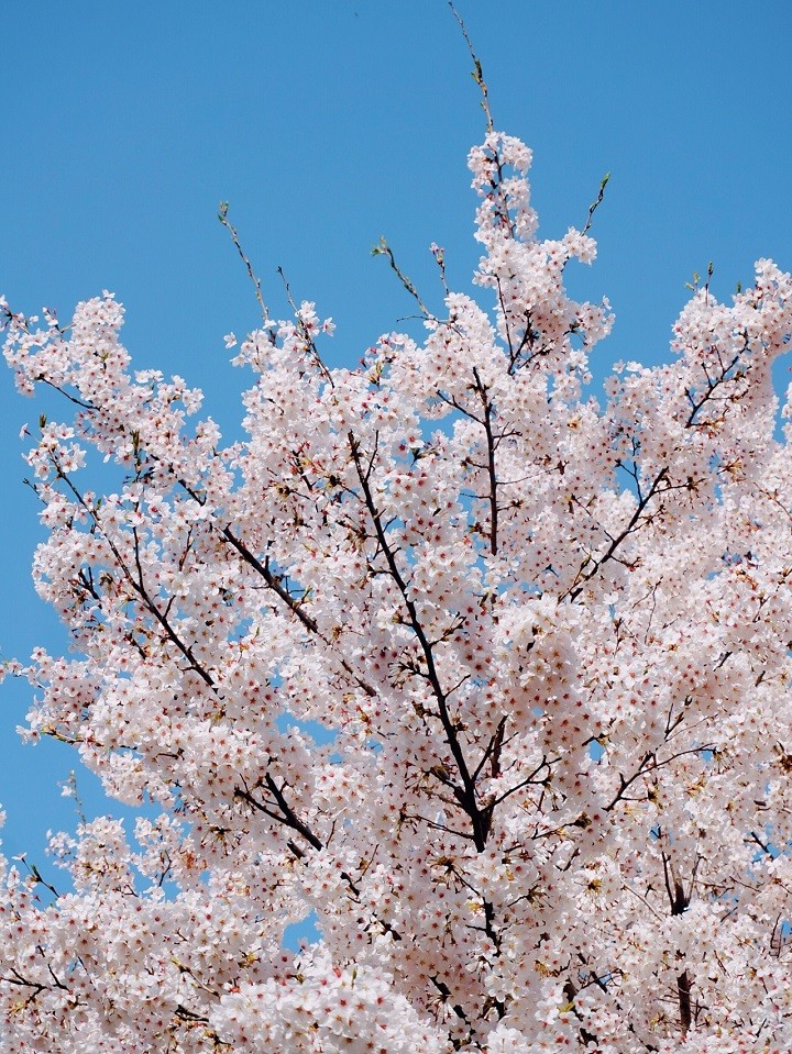 1680596960568773.jpg 圖片6.jpg